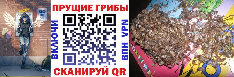 Псилоцибиновые грибы прущие грибы  Кировград 